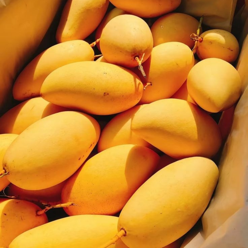 Sindhri Mango